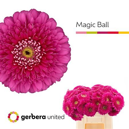 Ge Gr Pom Magic Ball