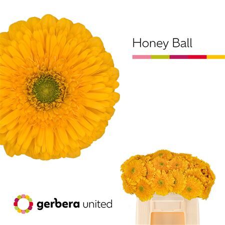 Ge Gr Pom Honey Ball