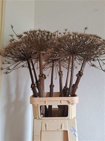 Dried Berenklauw 120cm P. Stem