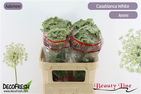 Ammi Vis Casablanca