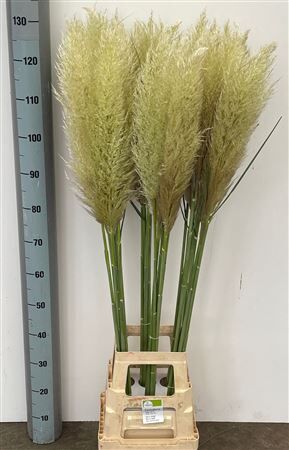 Cortaderia Ov