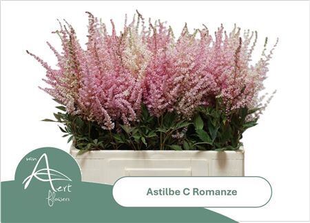 Astil C Romanze