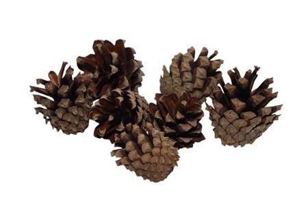 Pinecone Silvester 200gr Natural