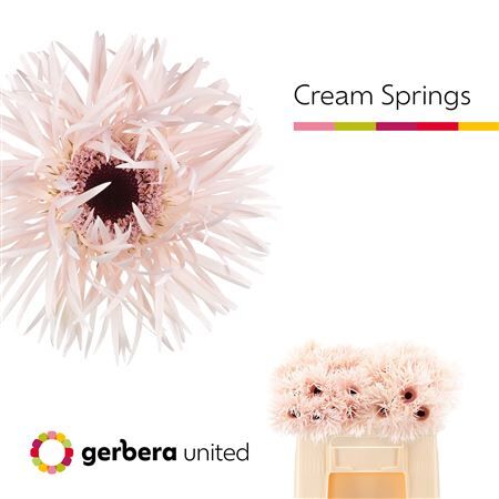 Ge Gr Spi Cream Springs