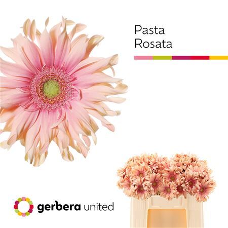 Ge Kv Pasta Rosata