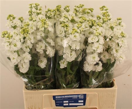 Matth Stox White