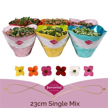 Kalanchoe Single Mix In Sv.coloursl