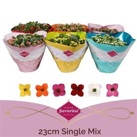 Kalanchoe Single Mix In Sv.coloursl