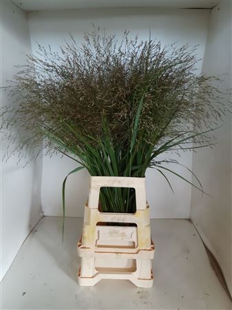 Siergras Panicum Vir Squaw