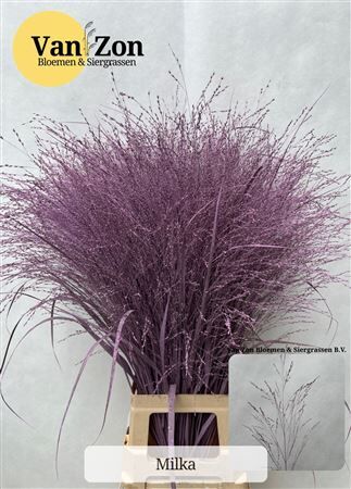 Siergras Panicum Kbh Milka