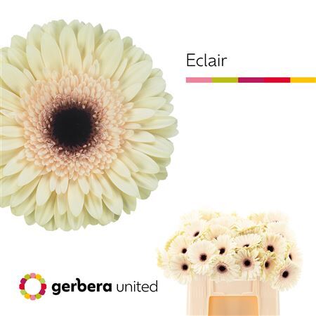 Ge Gr Eclair