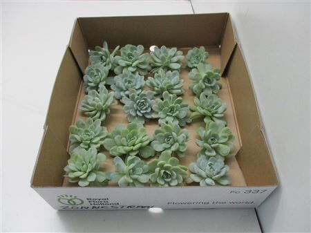 Echeveria Zonnestraal Klein X20