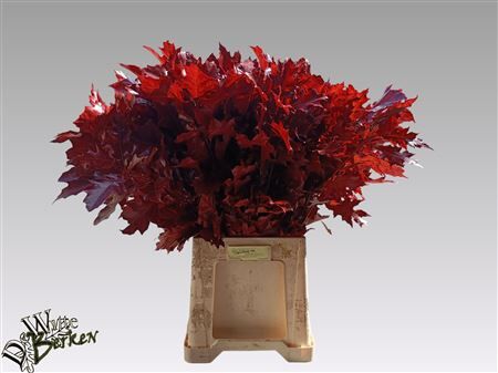 Quercus Rubra Red Klbh