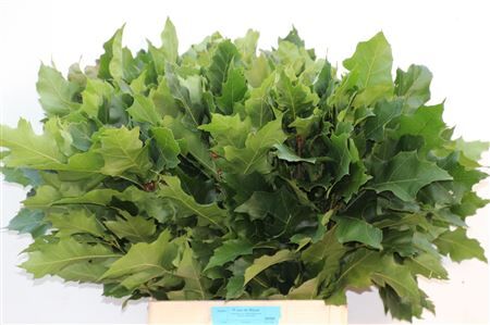 Quercus Rubra