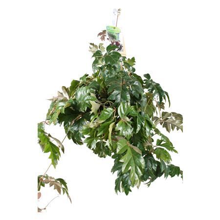 Cissus Ellen Danica Hangpot