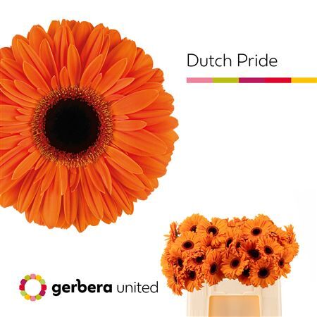 Ge Gr Dutch Pride