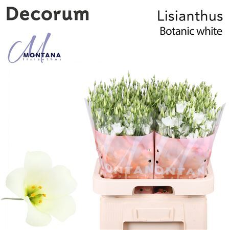 Eus E Botanic White