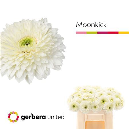 Ge Gr Pom Terra Moon Kick
