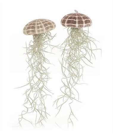 Airplant Tillandsia Jellyfish Large