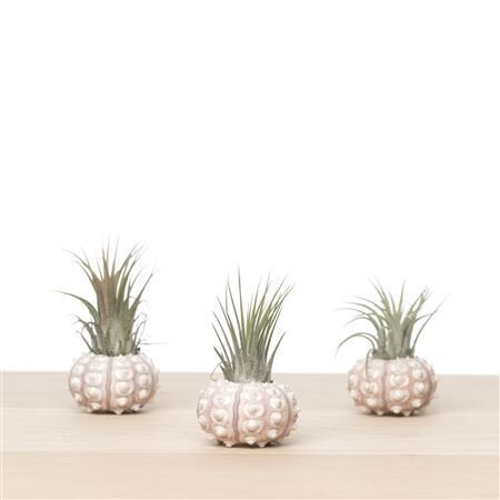 Airplant Tillandsia Spoetnik Shell