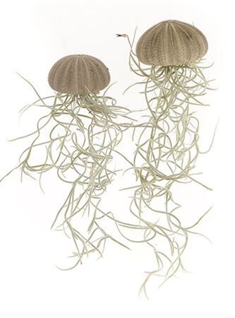 Airplant Tillandsia Jellyfish Medium