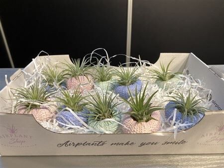 Airplant Tillandsia Urchin Shell Colors