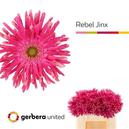 Ge Kv Rebel Jinx