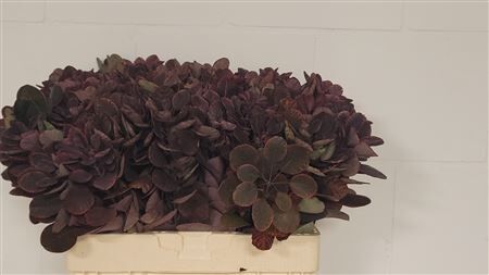 Cotinus C Royal Purple