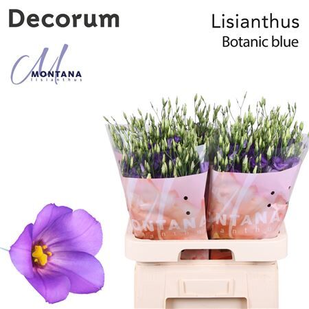 Eus E Botanic Blue
