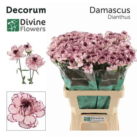 Di St Damascus
