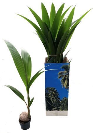 Cocos Nucifera