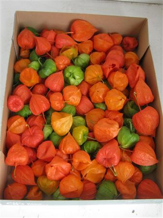 Physalis Lampion Los