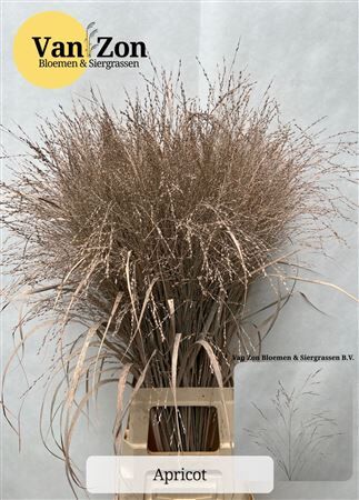 Siergras Panicum Kbh Apricot