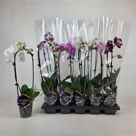 Phal Casc Gemengd 1 Tak