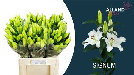 Li Or Signum