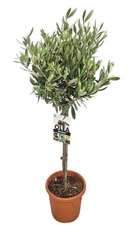 Olea Europaea Stam