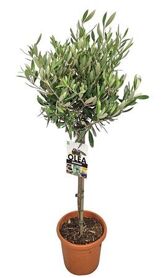 Olea Europaea Stam