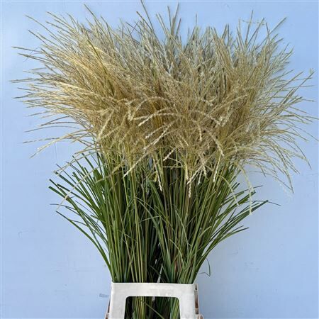 Siergras Miscanthus Sin White