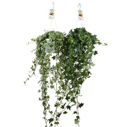 Hedera Helix Gemengd In Doos - Hang