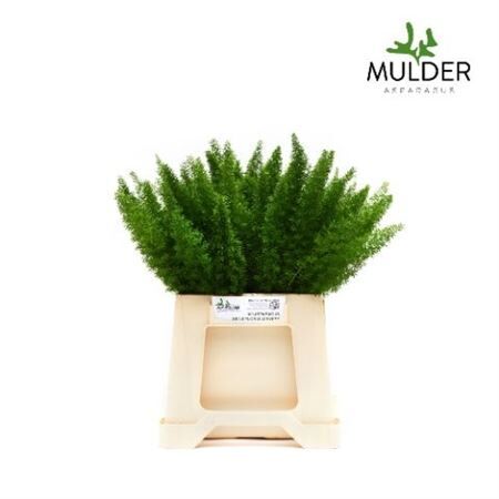 Asp Dens Myers