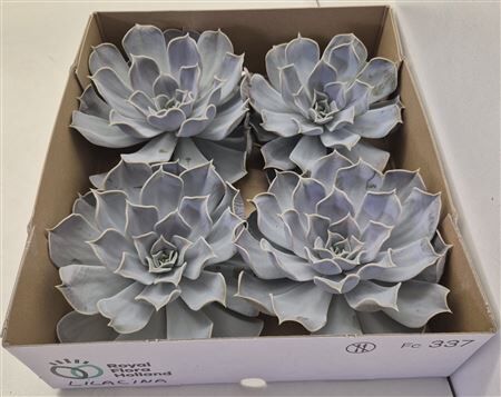 Echeveria Lilacina X4