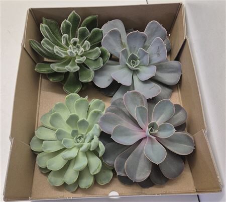 Echeveria Gemengd X4