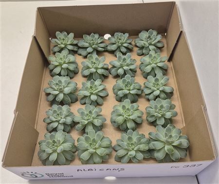 Echeveria Albicans Klein X20
