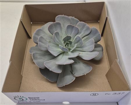 Echeveria Pollux Big