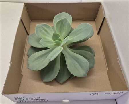Echeveria Hakuo Big