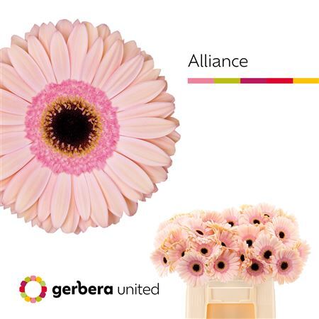 Ge Gr Alliance