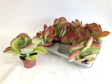 Kalanchoe Thyrsiflora