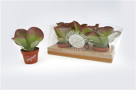 Kalanchoe Thyrsiflora