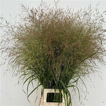 Siergras Panicum Vir Vanilla Splash