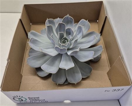 Echeveria Lilacina Big